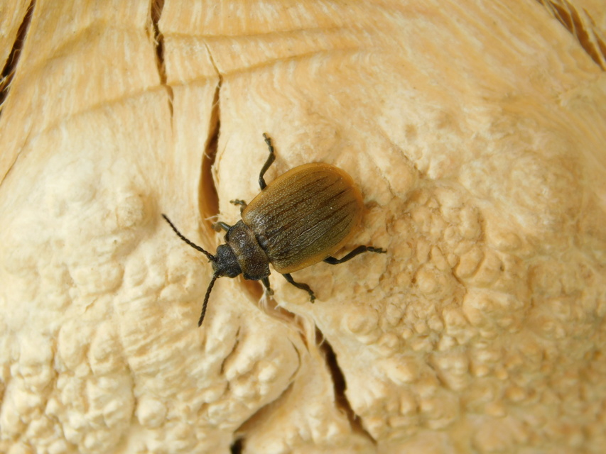 Galeruca pomonae - barna olajosbogár