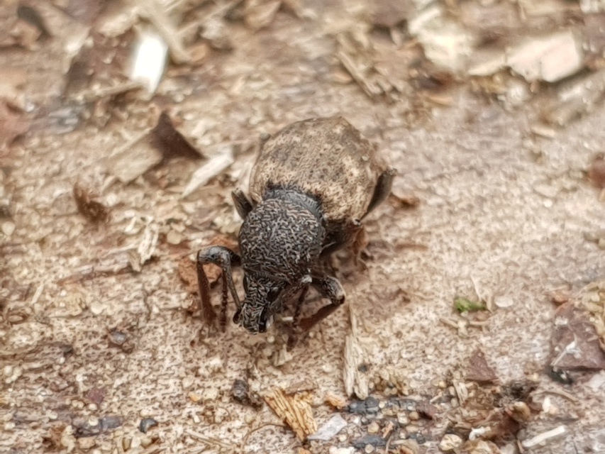 Otiorhynchus raucus - molyhos gyalogormányos