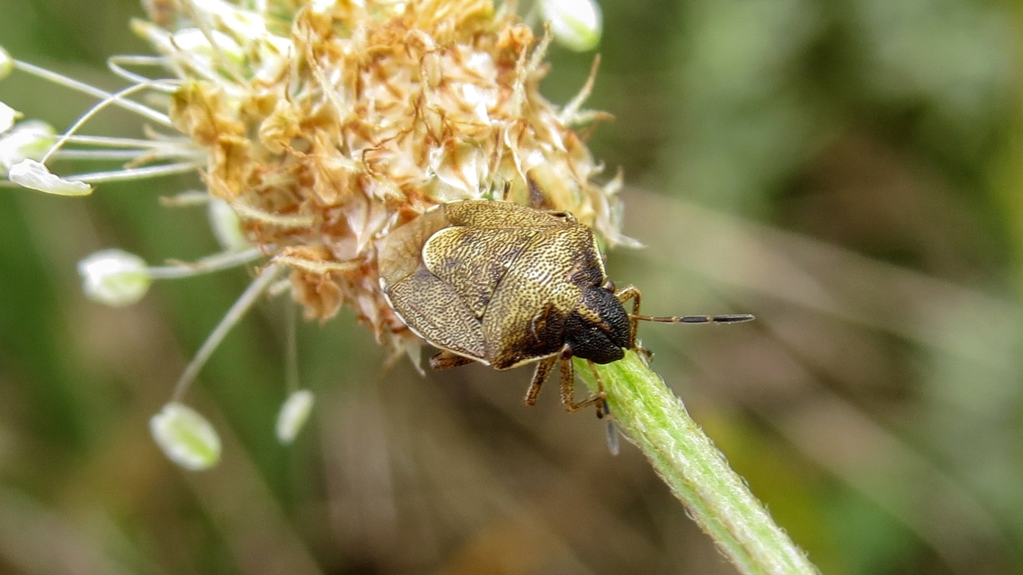 Rubiconia intermedia - bronzos címerespoloska Rubiconia intermedia - bronzos címerespoloska