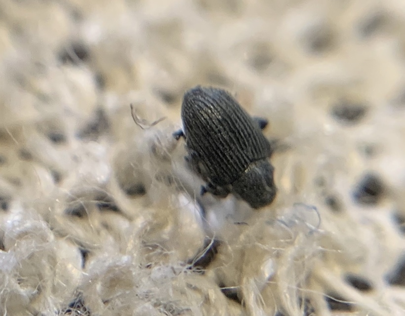 Ceutorhynchus obstrictus - repcebecő-ceutormányos