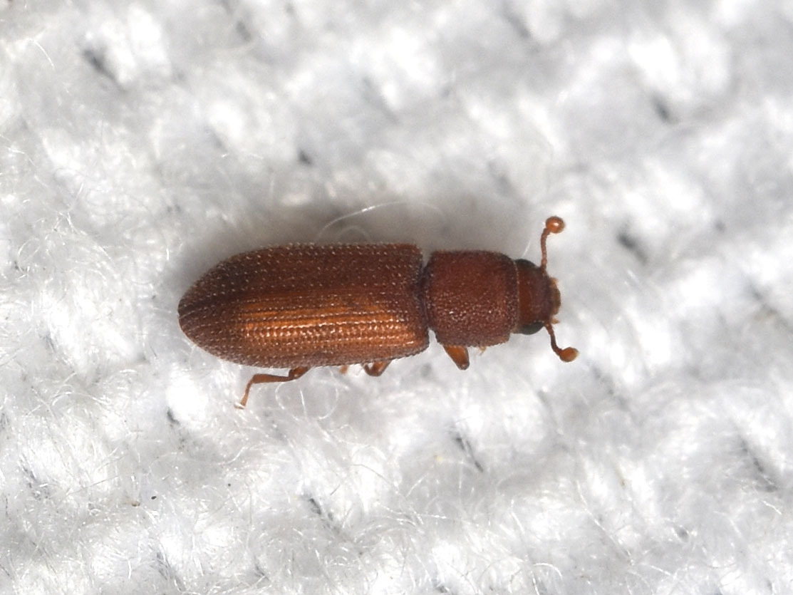 Synchita mediolanensis