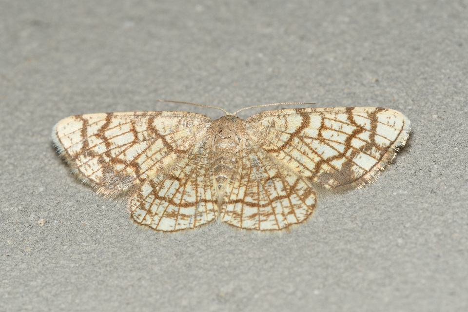 Stegania dilectaria - fehérnyár-araszoló