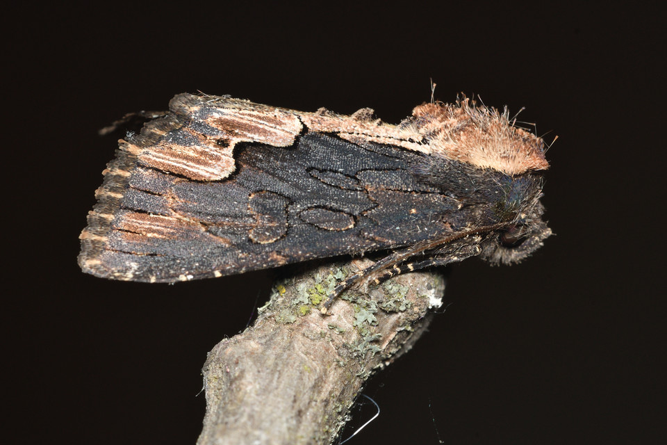Dypterygia scabriuscula - szurokbarna nyáribagoly