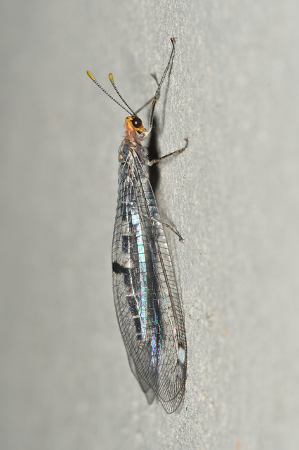 Megistopus flavicornis - kétfoltos hangyaleső