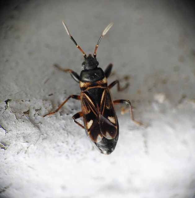 Raglius alboacuminatus - tarka díszesbodobács