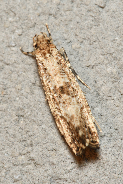 Morophaga choragella - közönséges óriásmoly
