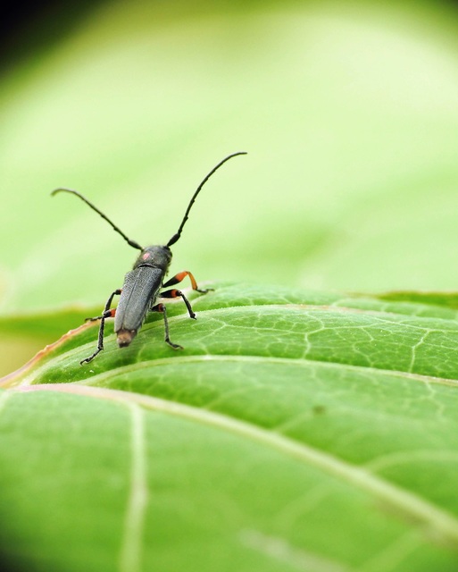 Phytoecia pustulata - parányi fűcincér