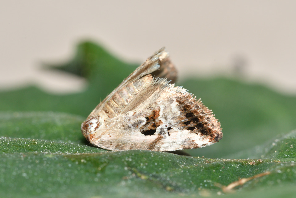 Hapalotis venustula - rózsaszínű mázasbagoly