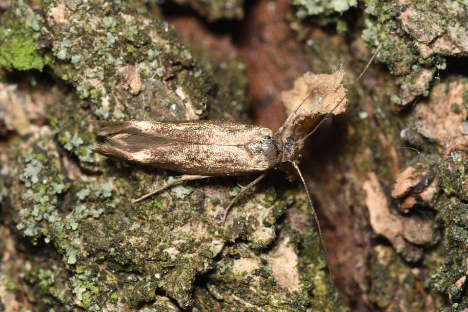 Scythris limbella - parajfonó zöldmoly