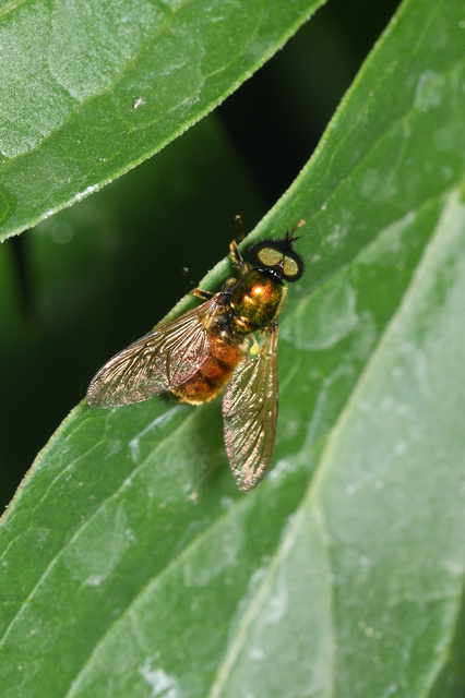 Chloromyia formosa - közönséges fémeslégy