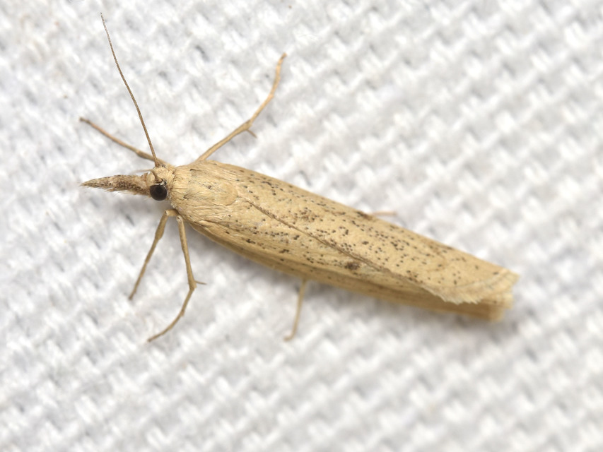 Agriphila inquinatella - közönséges fűgyökérmoly