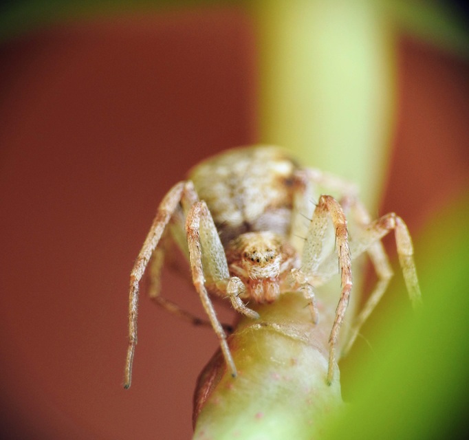 Philodromus