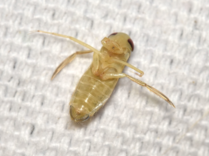 Corixidae - búvárpoloskák Corixidae - búvárpoloskák