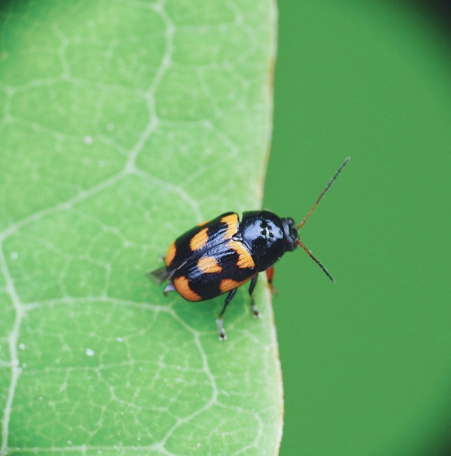 Cryptocephalus anticus - réti zömökbogár