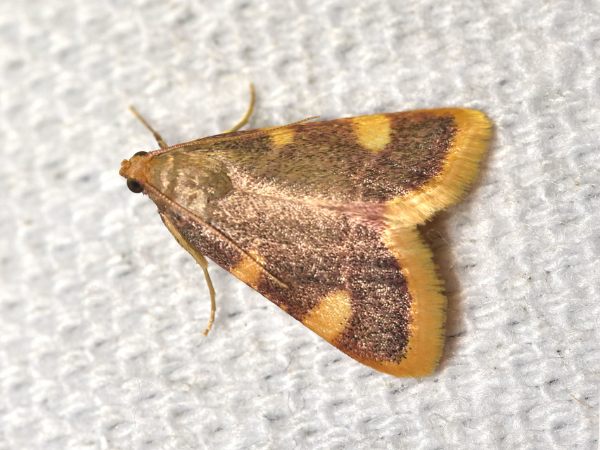 Hypsopygia costalis - szénailonca