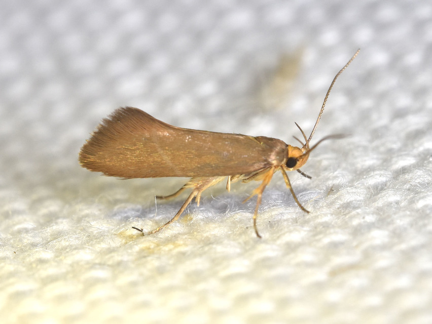 Crassa unitella - aranybarna díszmoly