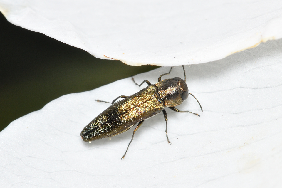 Agrilus derasofasciatus - szőlő-karcsúdíszbogár