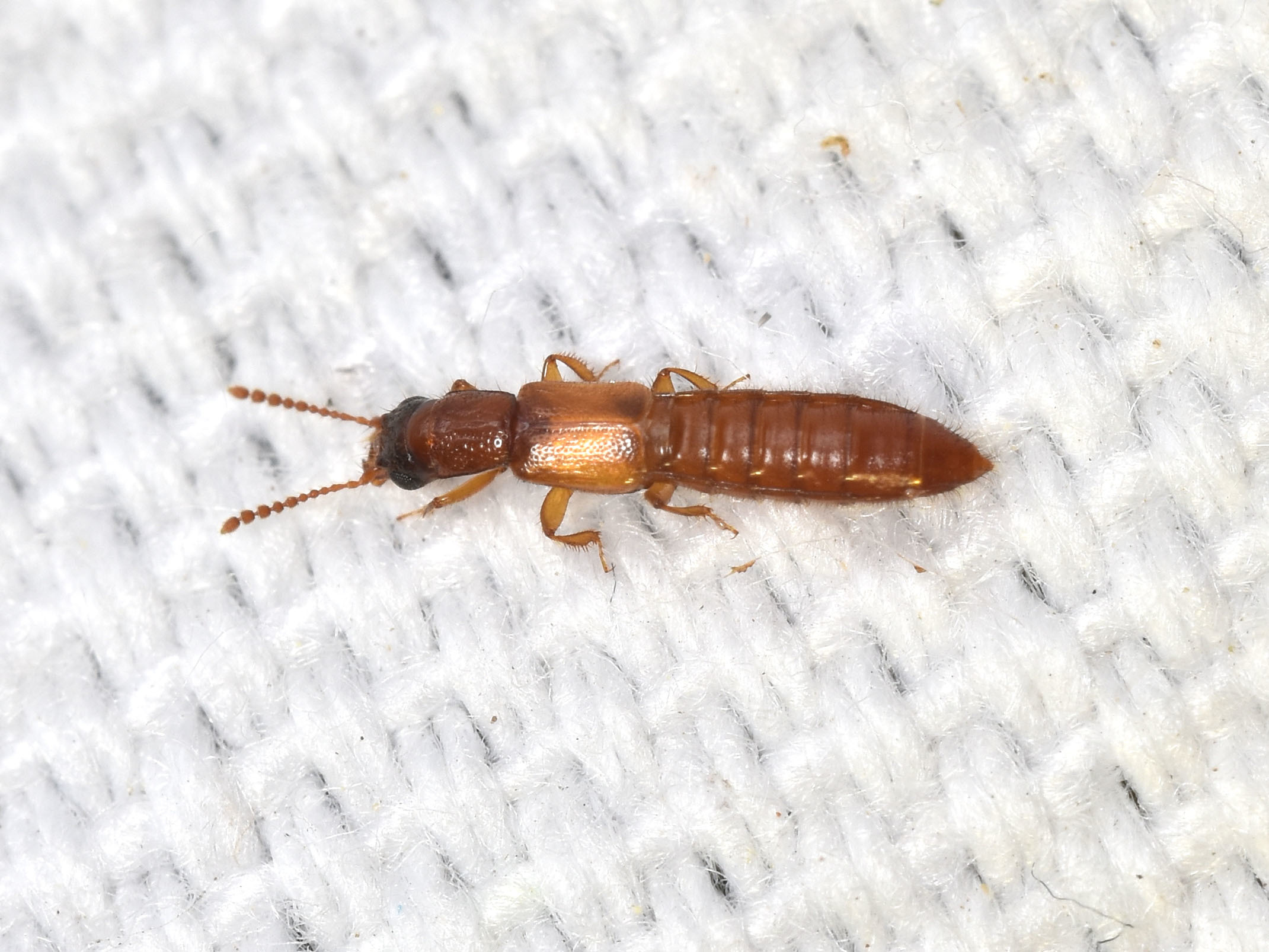 Planeustomus heydeni