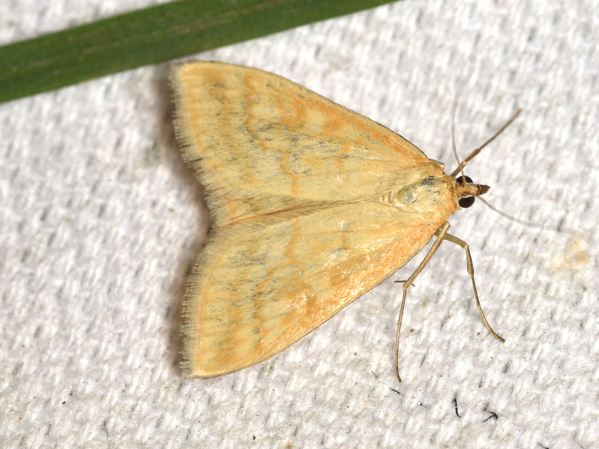 Sitochroa verticalis - világossárga dudvamoly