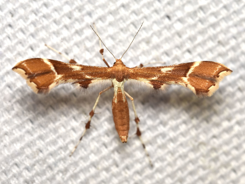 Cnaemidophorus rhododactyla - rózsabogyó-tollasmoly