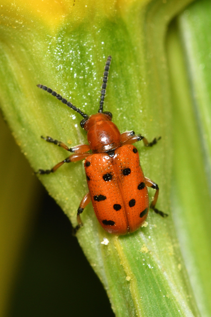 Crioceris duodecimpunctata - tizenkétpontos spárgabogár