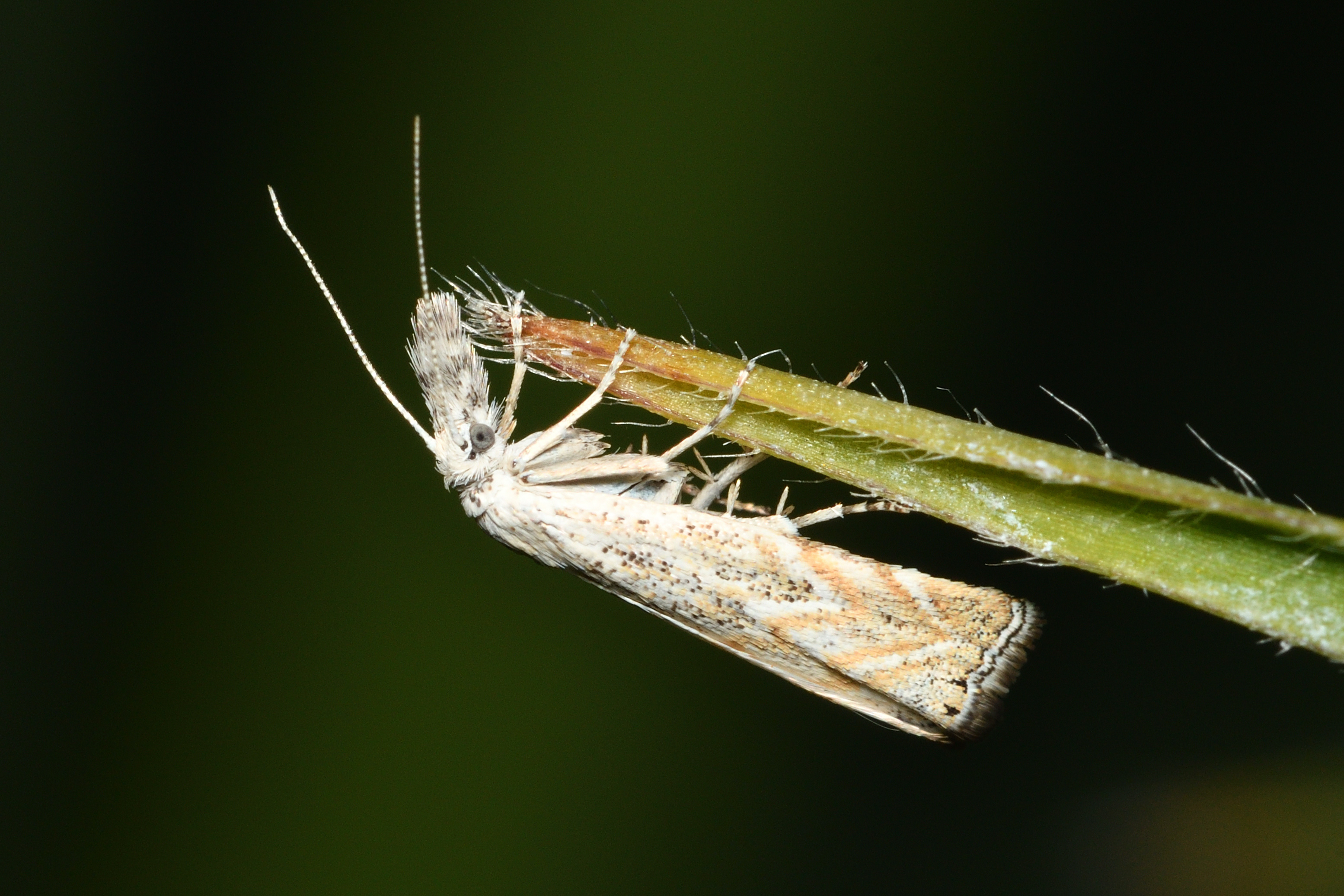 Platytes cerussella - törpe fűgyökérmoly