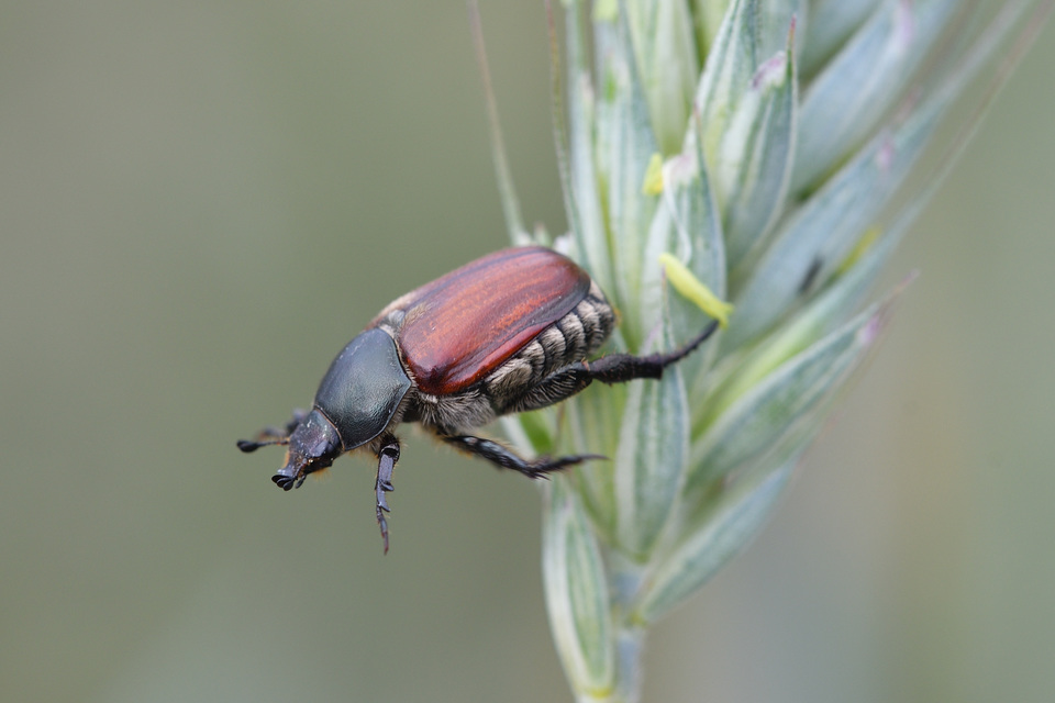 Anisoplia lata - széles szipoly Anisoplia lata - széles szipoly