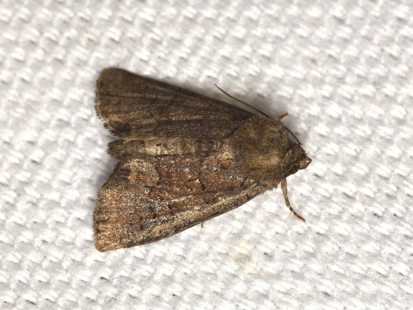 Oligia strigilis/latruncula/versicolor
