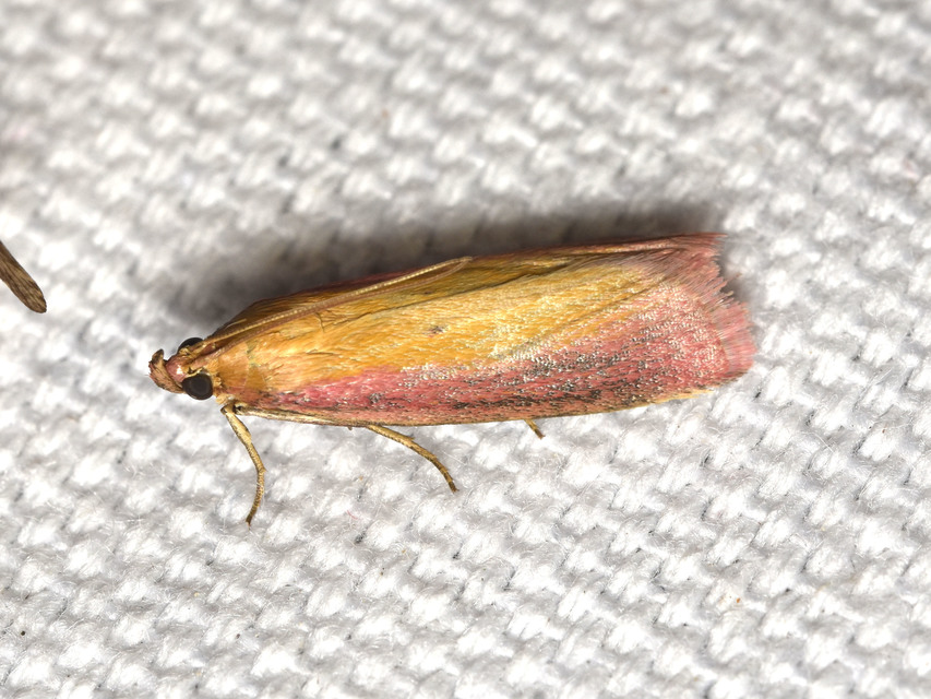Oncocera semirubella - lucernamoly