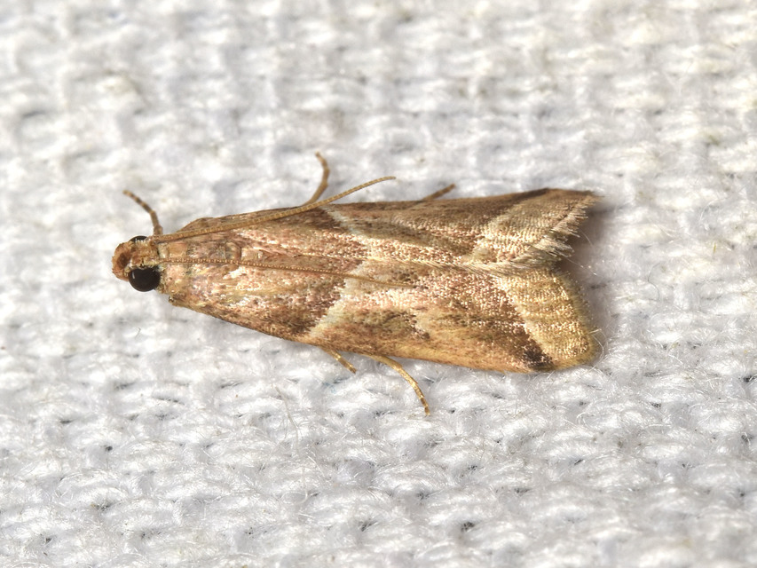 Nyctegretis lineana - agátszínű karcsúmoly