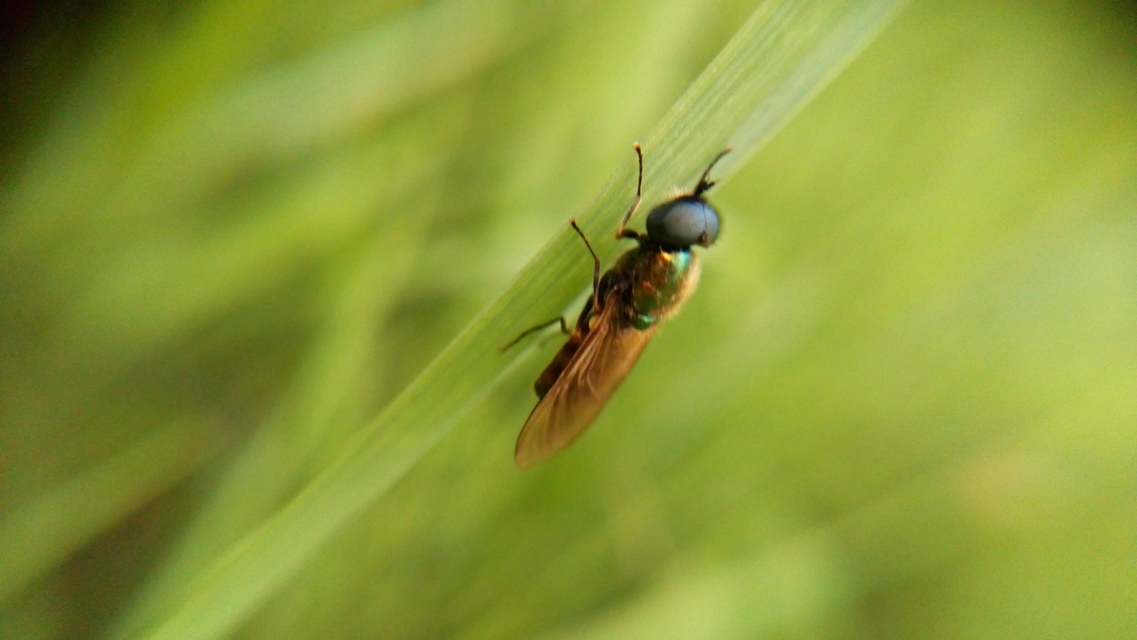 Chloromyia