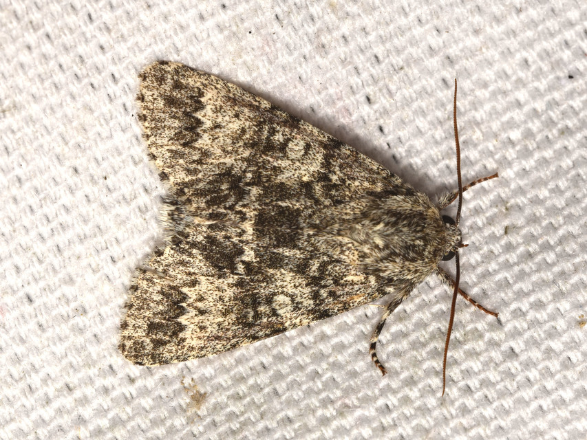Acronicta megacephala - nagyfejű szigonyosbagoly