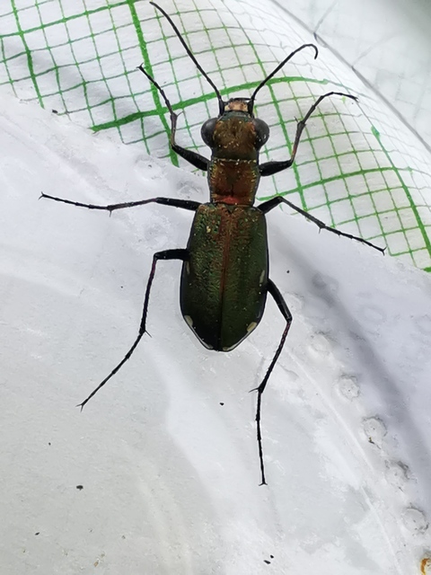 Cylindera germanica - parlagi homokfutrinka