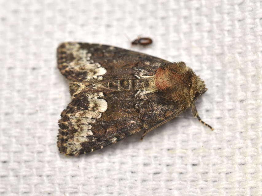 Oligia strigilis - kormos dudvabagoly