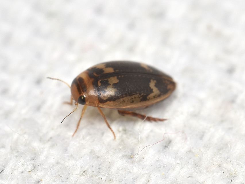 Laccophilus poecilus - tarka bukóbogár