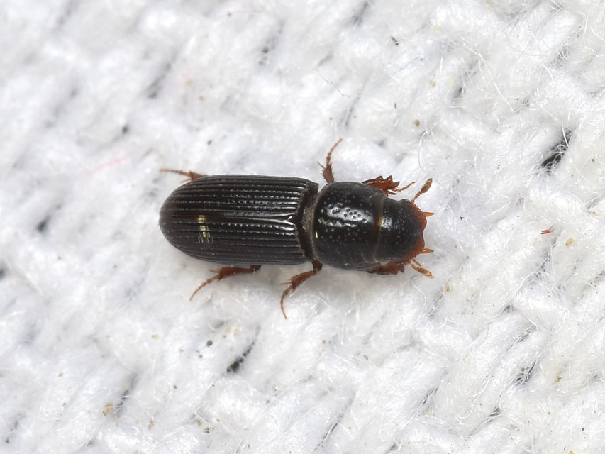 Pleurophorus caesus - hengeres trágyabogár