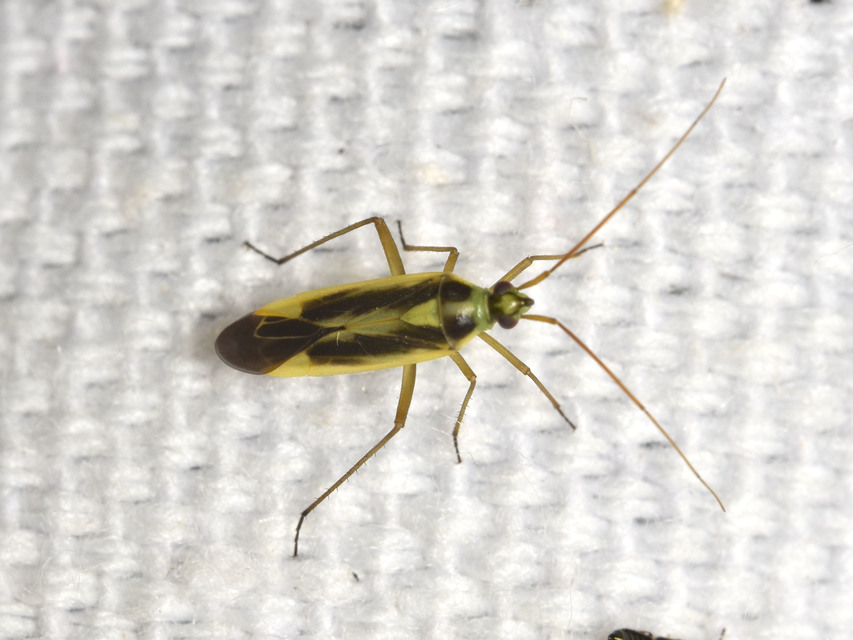 Stenotus binotatus - kétfoltos mezeipoloska