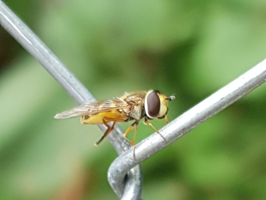 Eupeodes