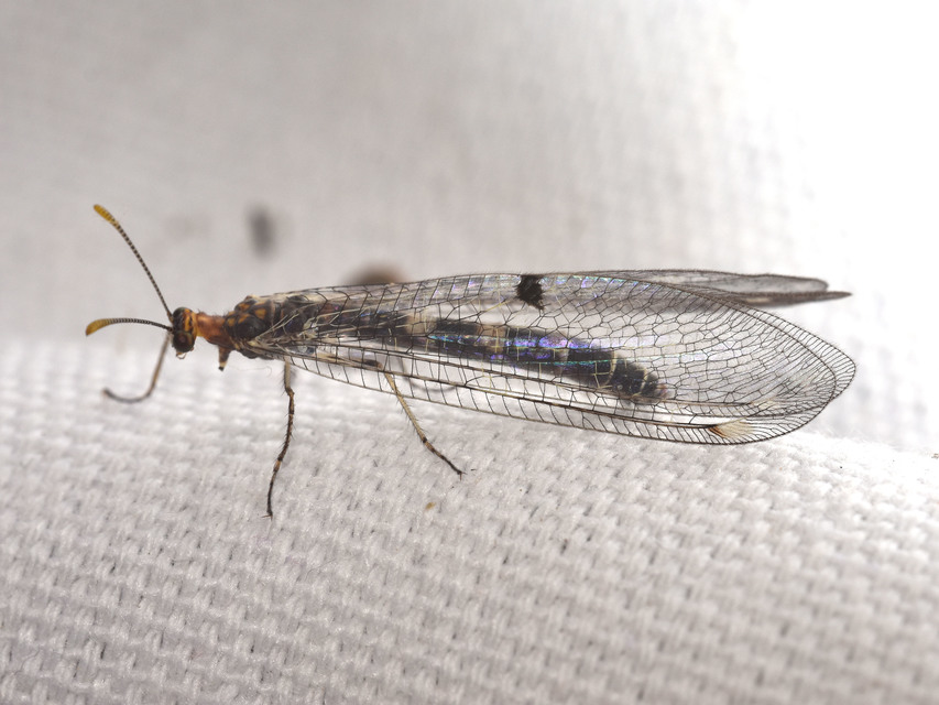 Megistopus flavicornis - kétfoltos hangyaleső
