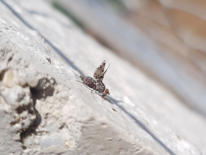 Callopistromyia annulipes - pávalégy