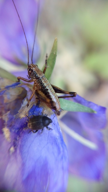Pholidoptera griseoaptera - szürke avarszöcske