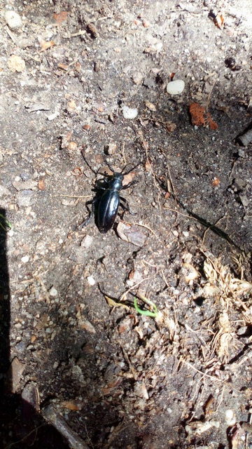 Dorcadion aethiops - fekete gyalogcincér