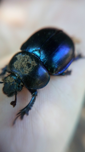 Trypocopris vernalis - tavaszi álganéjtúró
