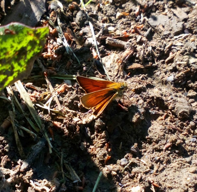 Thymelicus sylvestris - barna busalepke