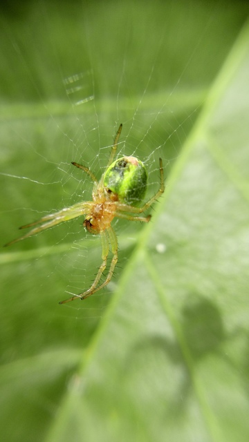 Araniella