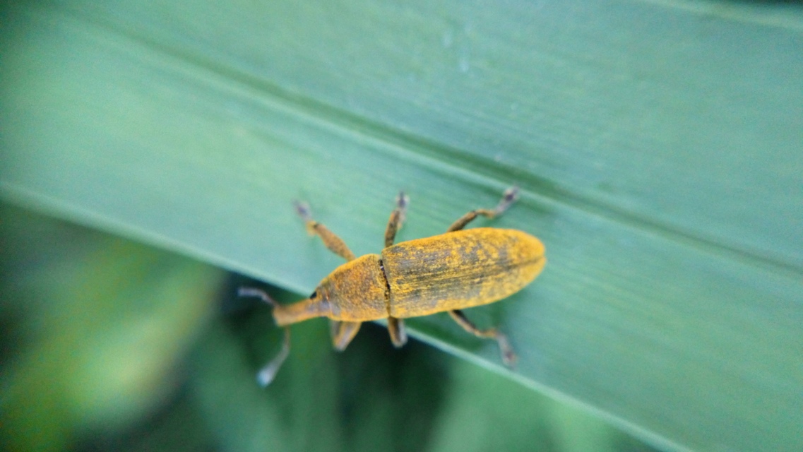 Lixus bardanae - lórom-dudvabarkó
