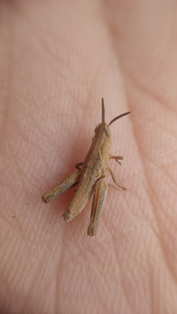 Chorthippus (Glyptobothrus) (subgenus)
