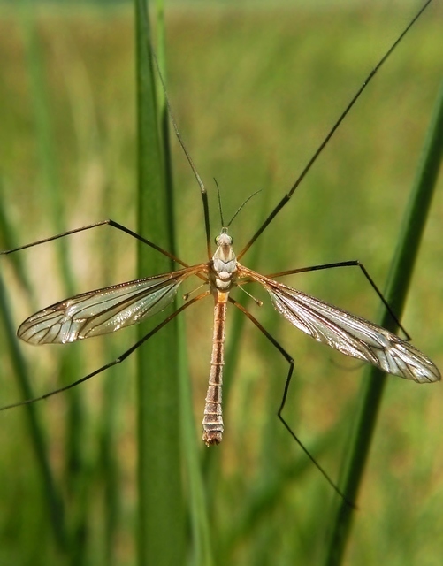 Tipula vernalis