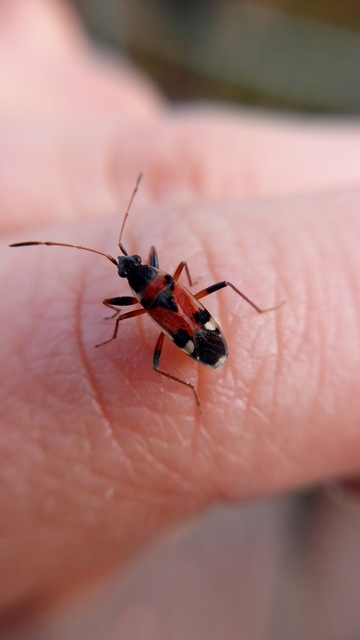 Beosus quadripunctatus - pettyes homokibodobács