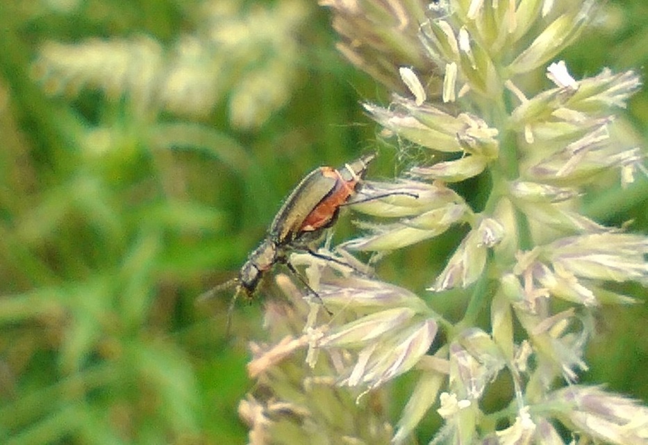 Clanoptilus